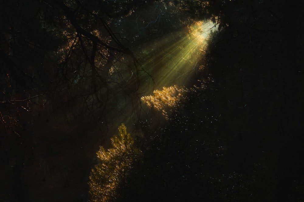 La luz del sol en los árboles