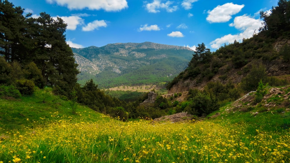 yellow petaled flowers