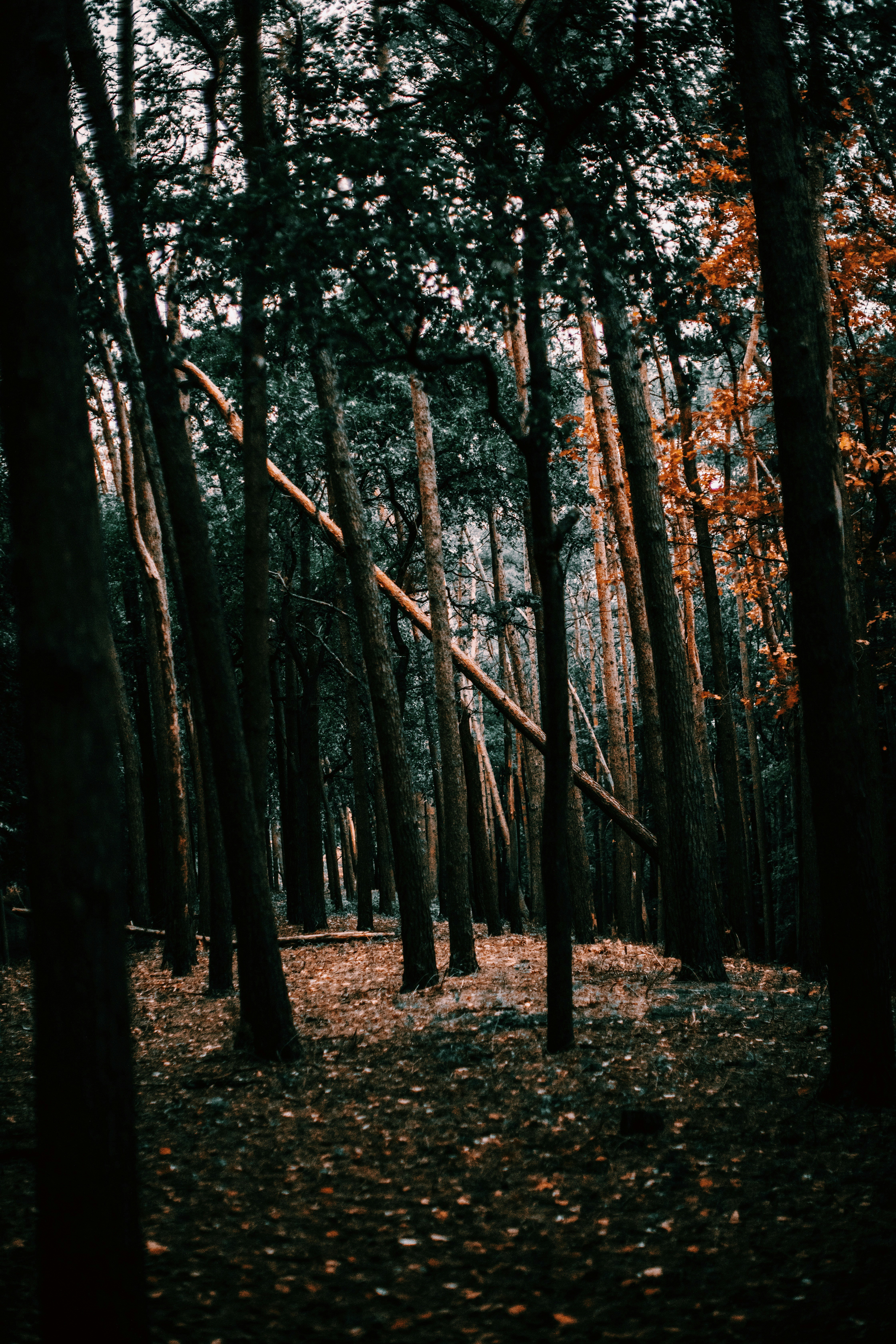 Photo by lorenzohamers