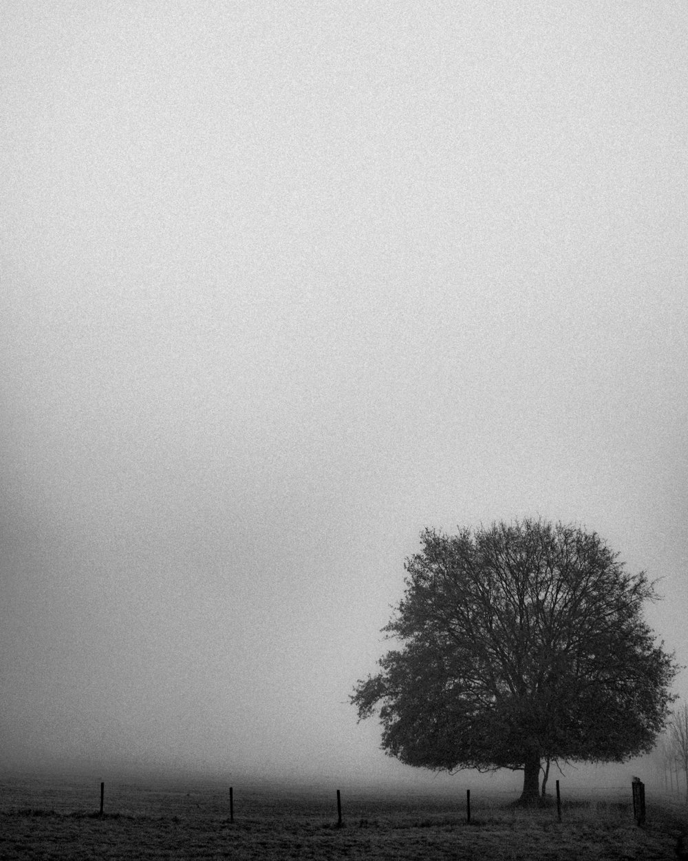 grayscale photo of tree