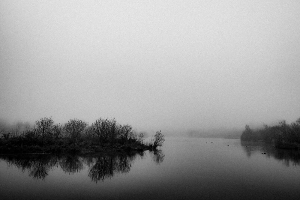 silhouette of trees