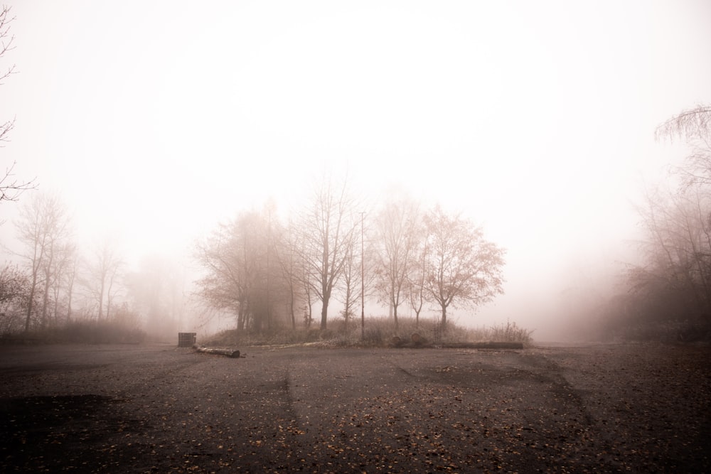 foggy bare tree scnery