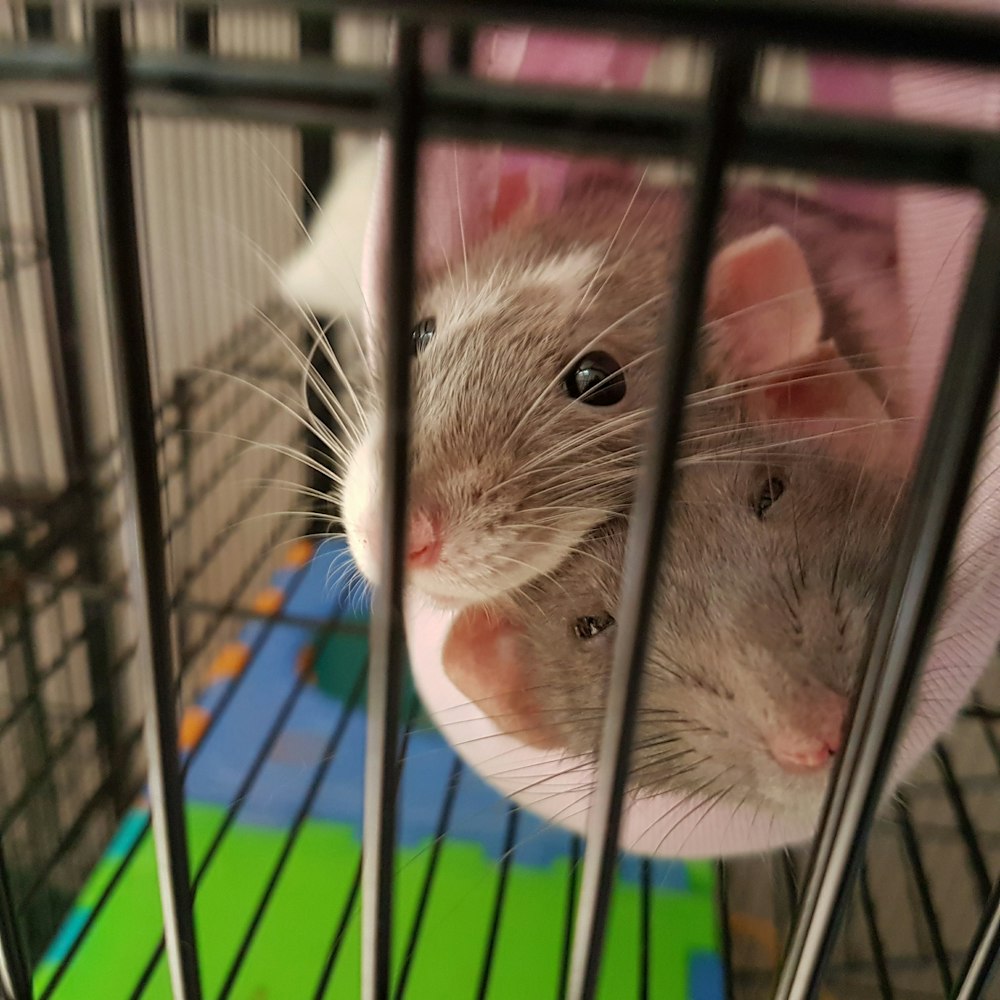 gray mice photo