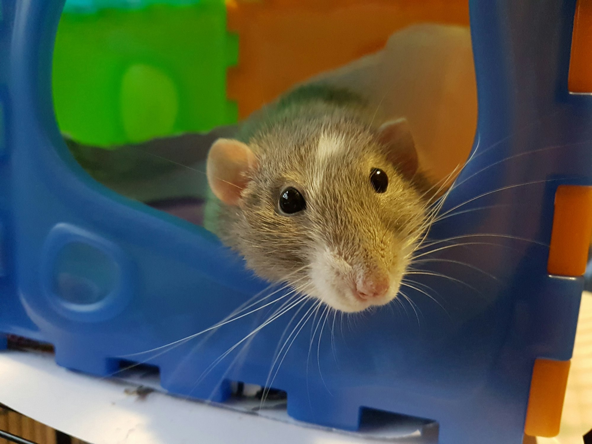 An image of a curious pet rat, relaxing in her cage.