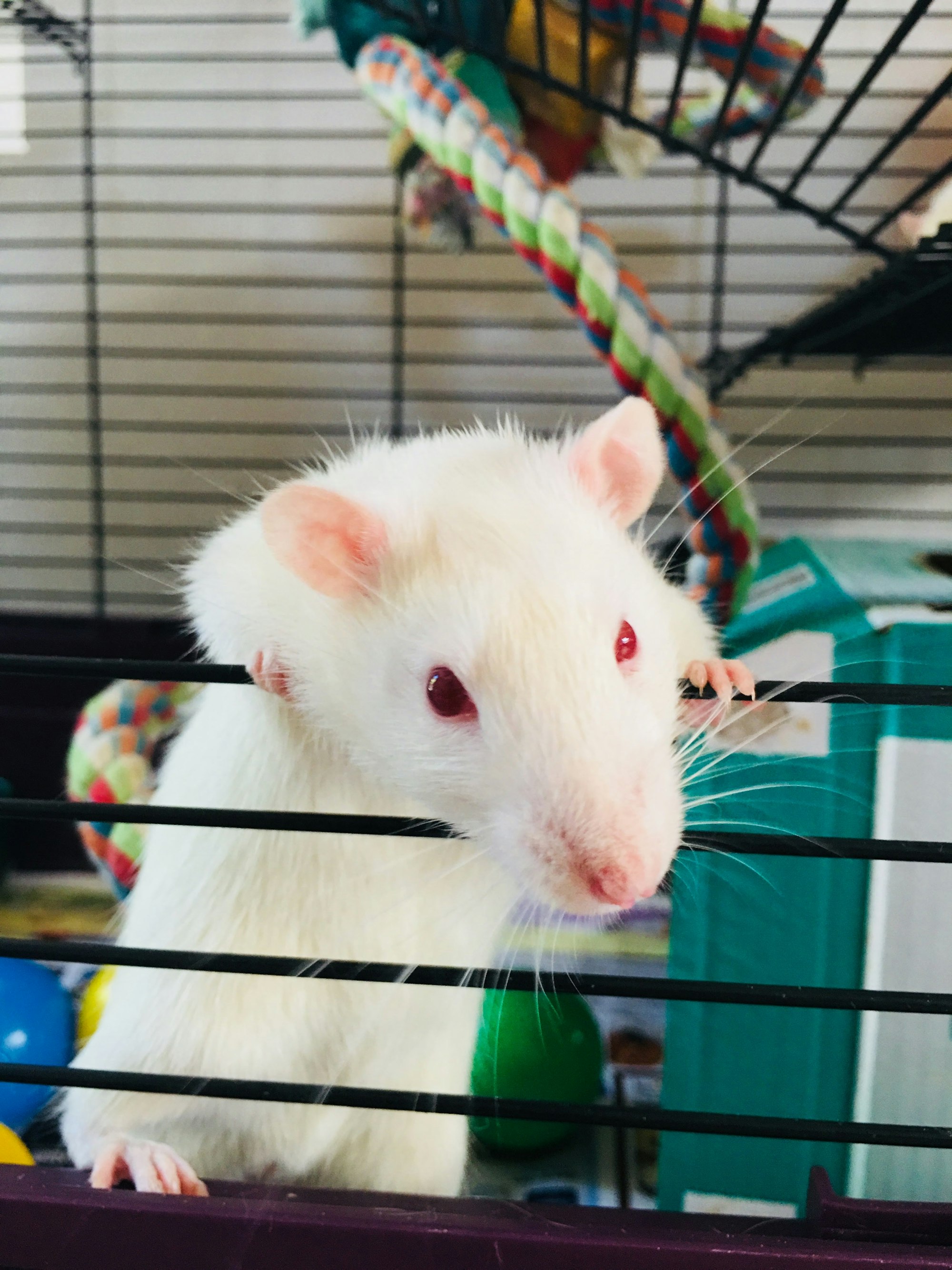 An image of a curious little pet rat