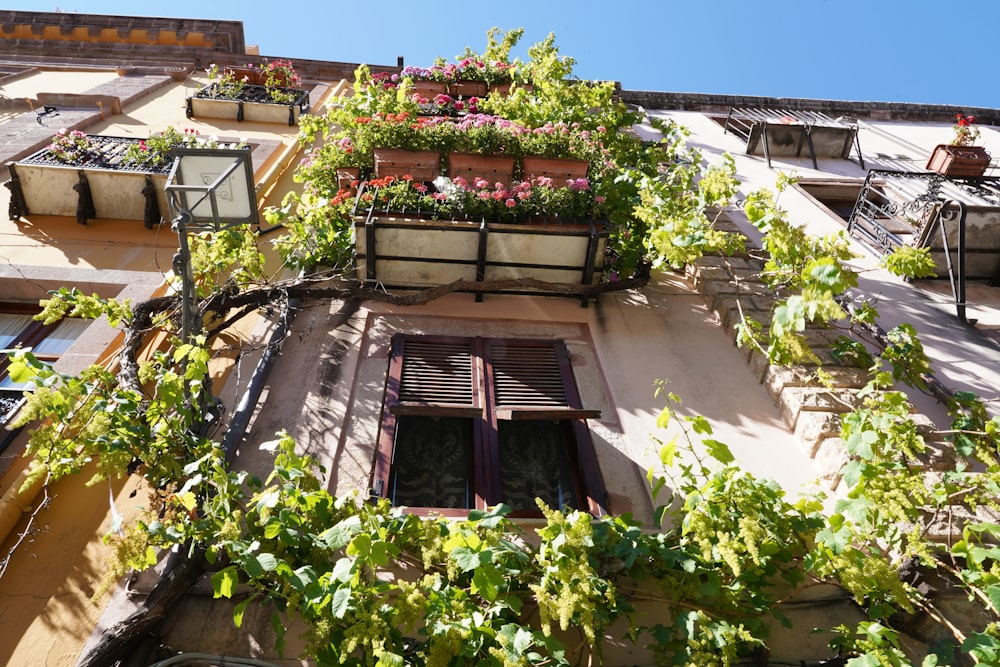 brown wooden window frames