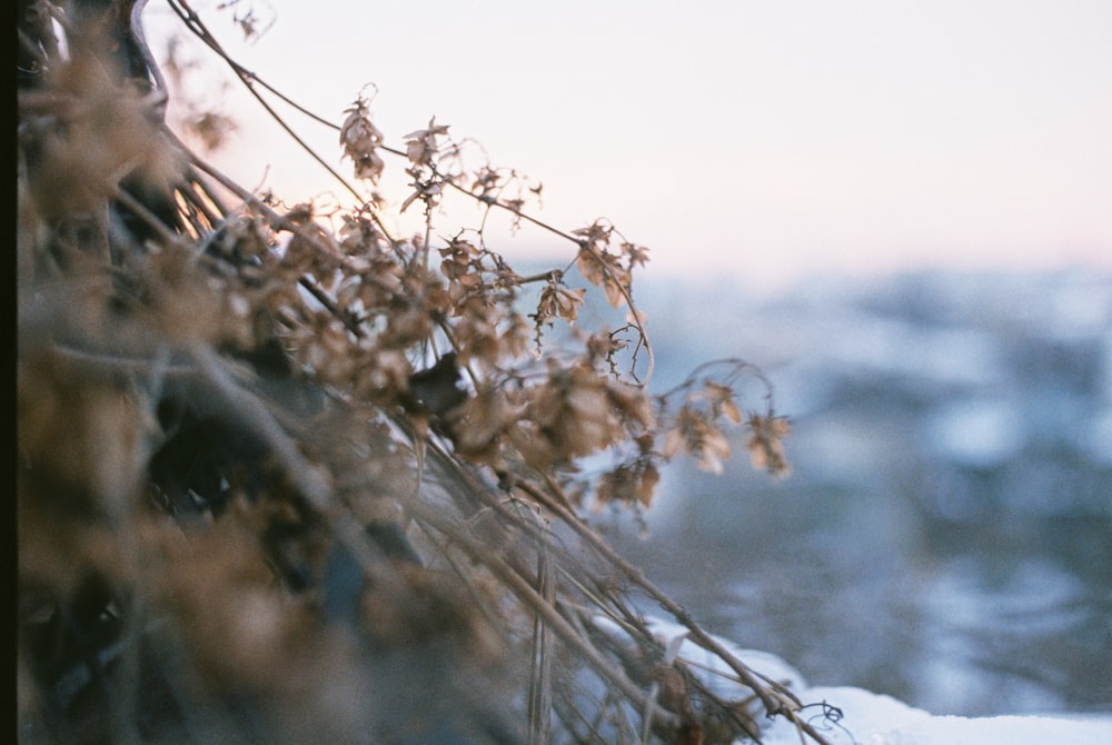 white leafed flower