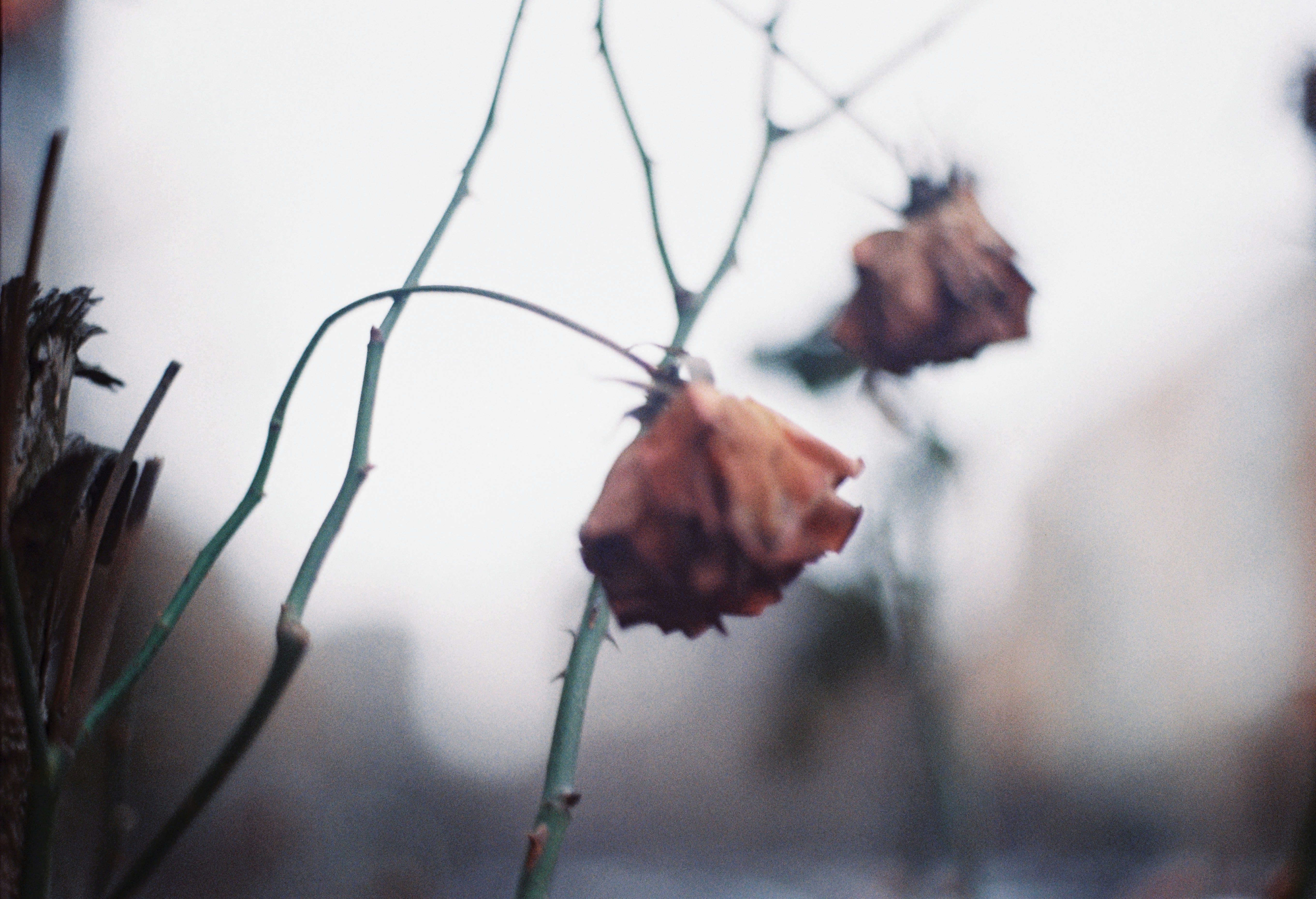 photo of brown dried flower
