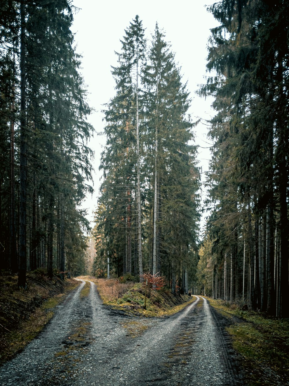 two roads surrounded by trees