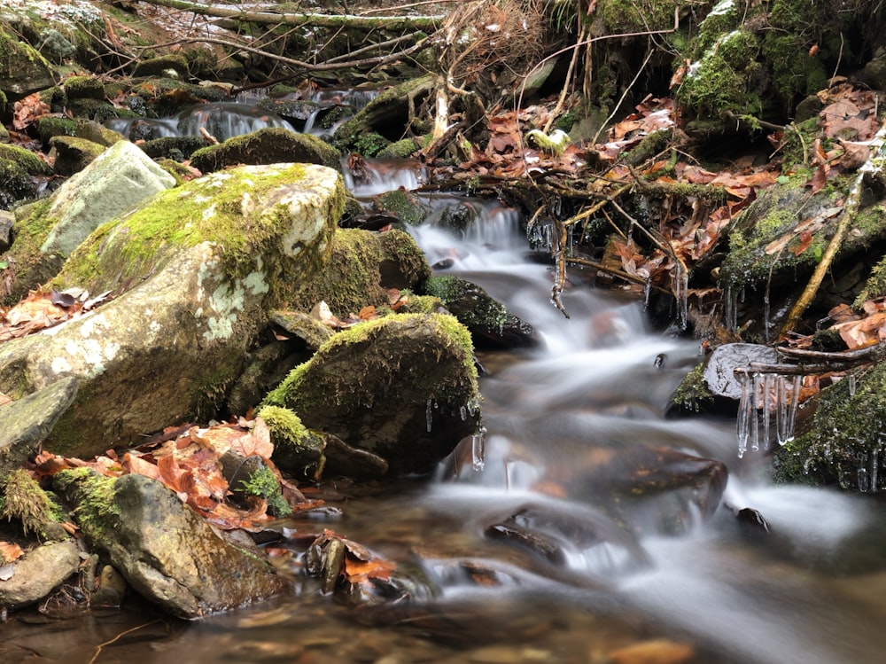 river forest scenery