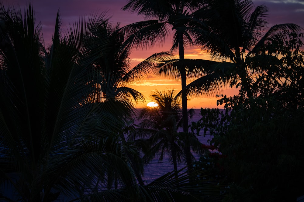 palm trees on hill