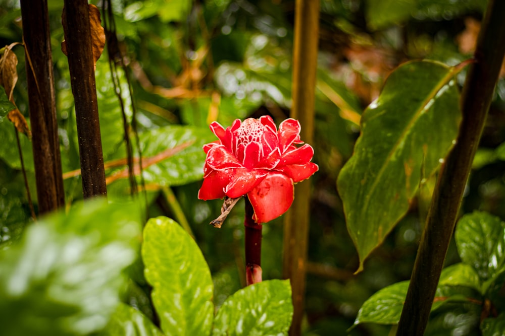 flor de pétalos rojos