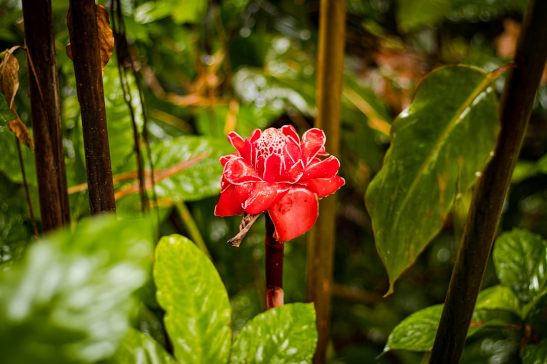 red petaled flower, An etlingera elatior found on the way to Akaka Falls