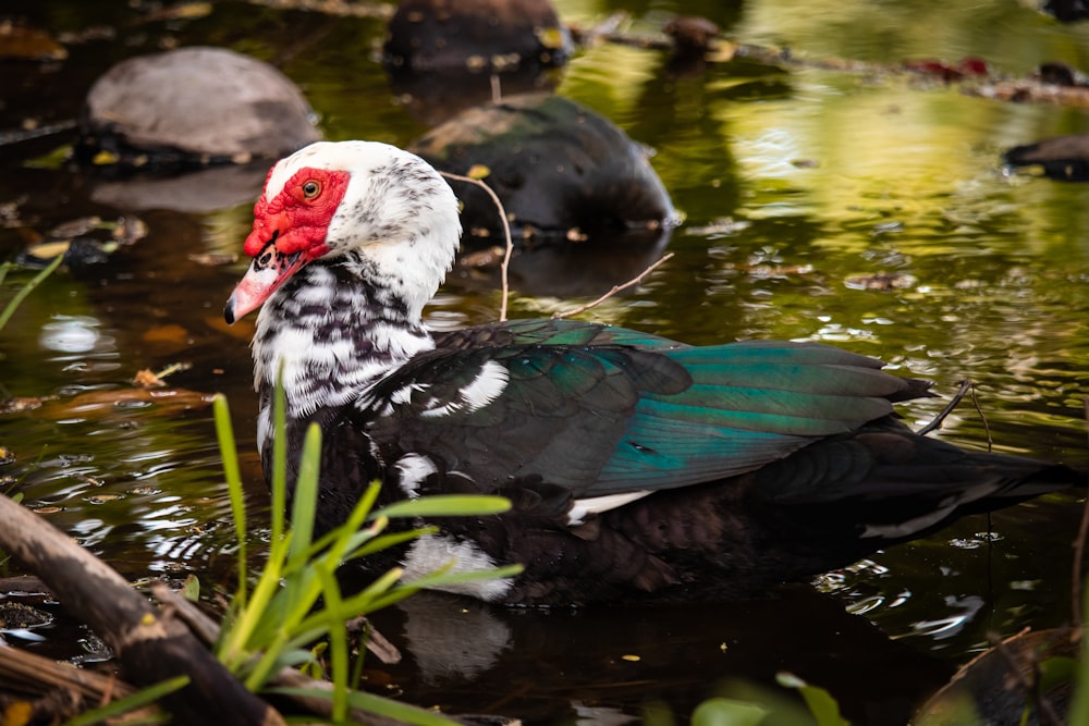 black and green duck