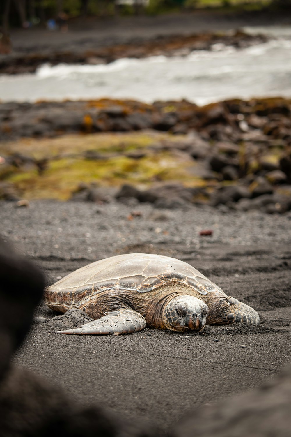 turtle crawling on sand