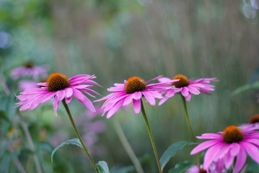 pink petaled flowers