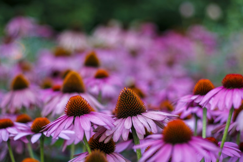 photo of meadow purple flowers