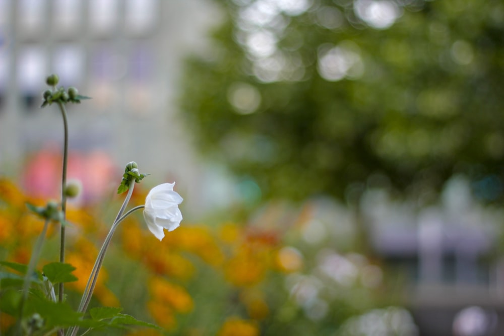 photo of white flower