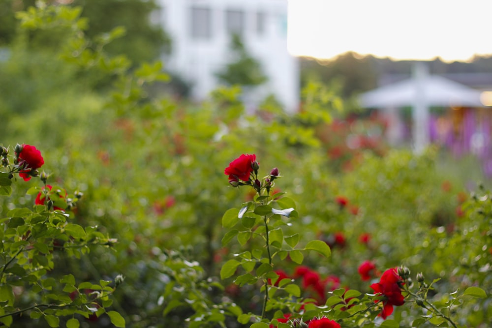 photo of red flowers