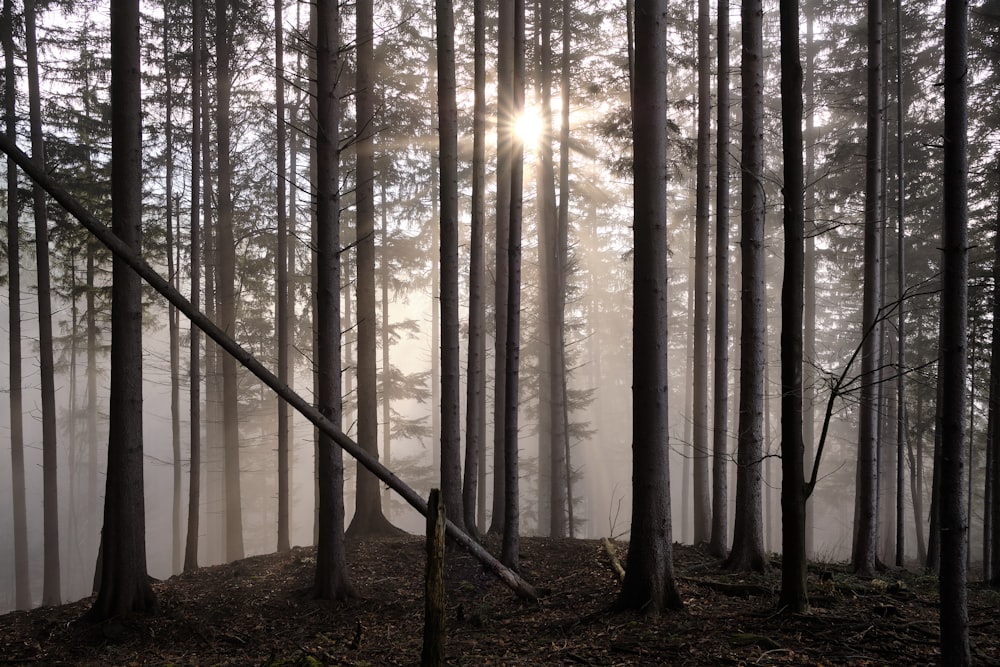 silhouette of pine trees