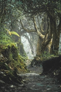 a path in the middle of a forest with lots of trees