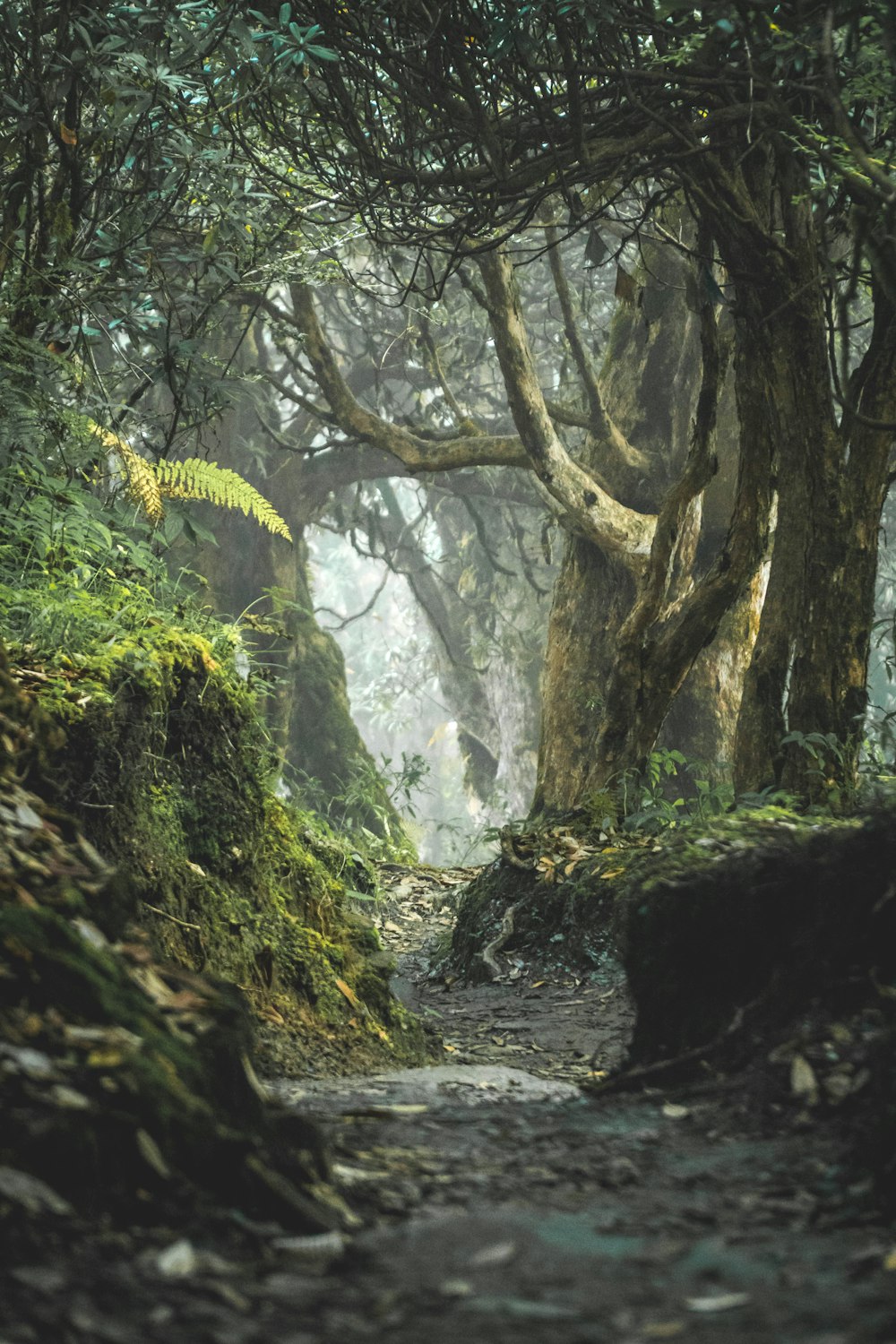 um caminho no meio de uma floresta com muitas árvores