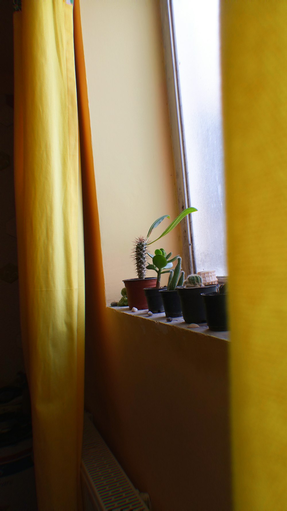 several plants beside window