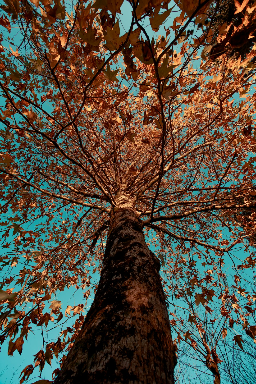 brown-leafed tree