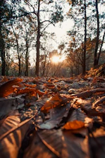 A serene nature scene from Arizona with warm sunlight filtering through trees, evoking peace and healing.