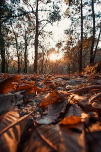 A serene nature scene from Arizona with warm sunlight filtering through trees, evoking peace and healing.