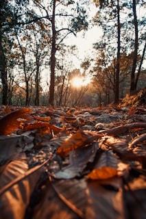 A serene morning scene with soft sunlight filtering through leaves onto a peaceful meditation space.