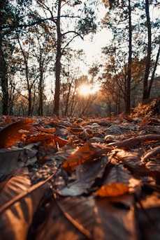A serene morning scene with soft sunlight filtering through leaves onto a peaceful meditation space.
