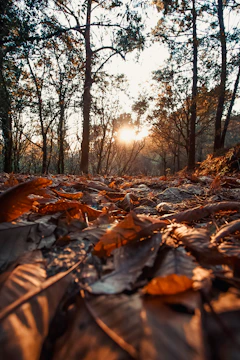 Sunlit forest scene captured in warm tones, perfect for a calming print.