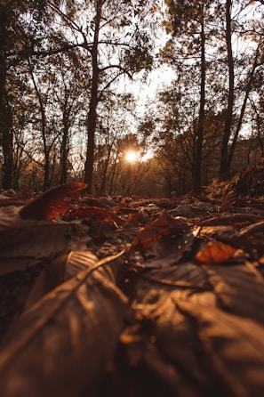 An abstract shot of light filtering through leaves in a forest.
