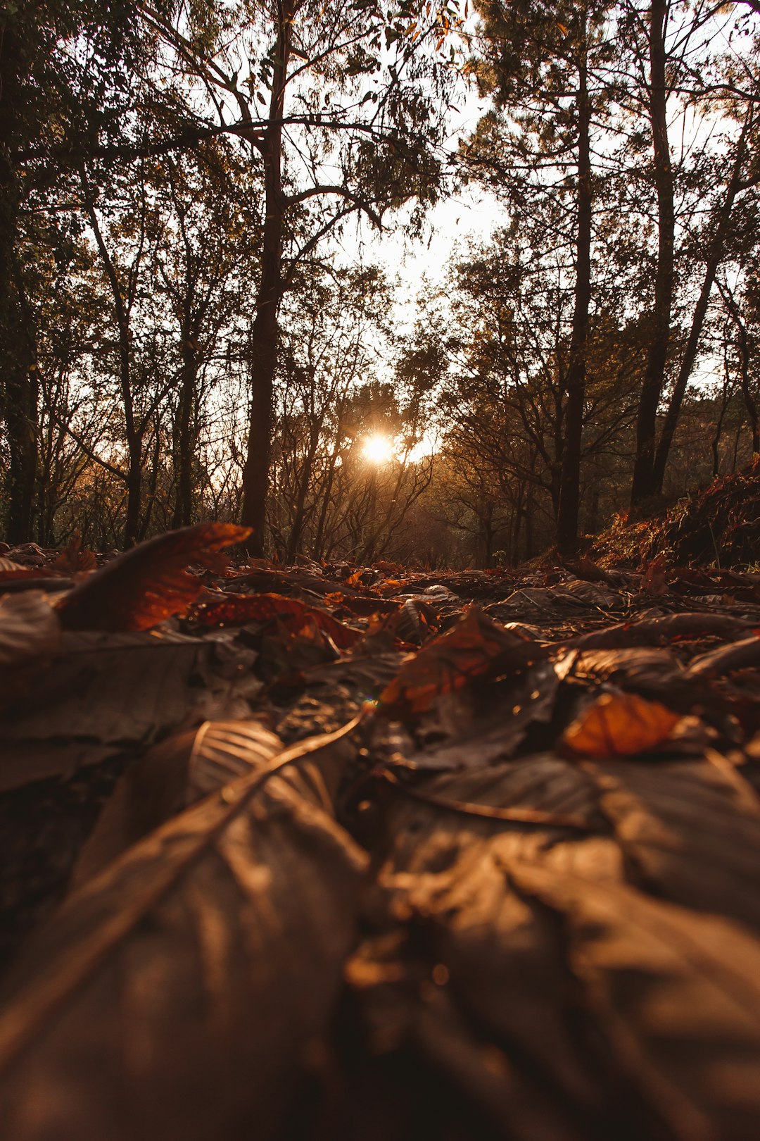 withered leaves on ground between trees