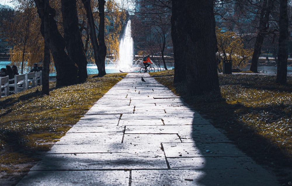 concrete pathway between trees