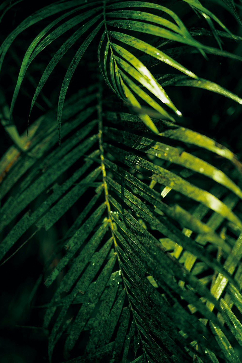 photo of palm leaves