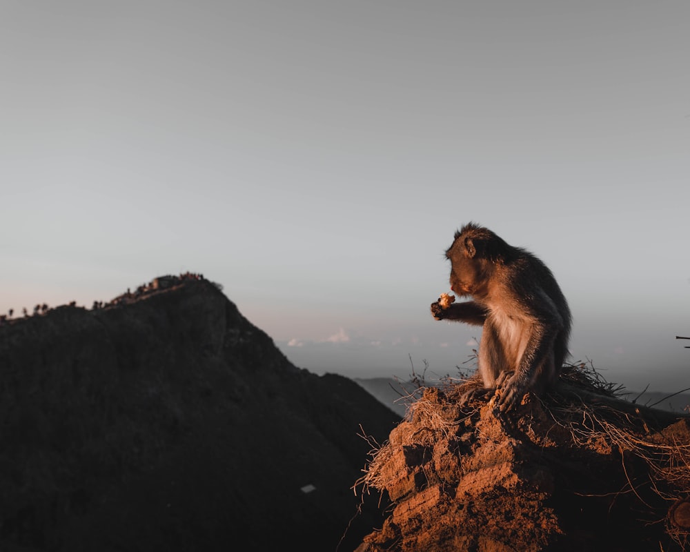 monkey on stone