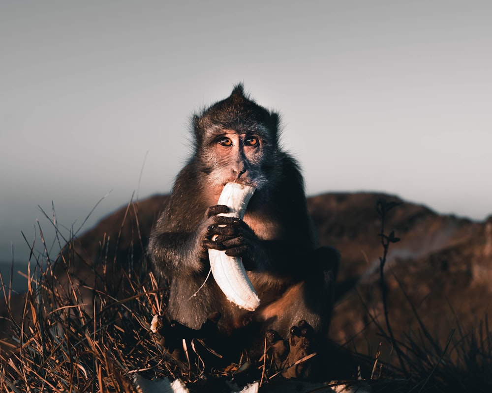 primate eating banana