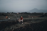 A person wearing a conical hat operates a machine in a field with rows of planted crops. The scene is set in a vast agricultural landscape with a distant mountain visible in the background under a clear sky.