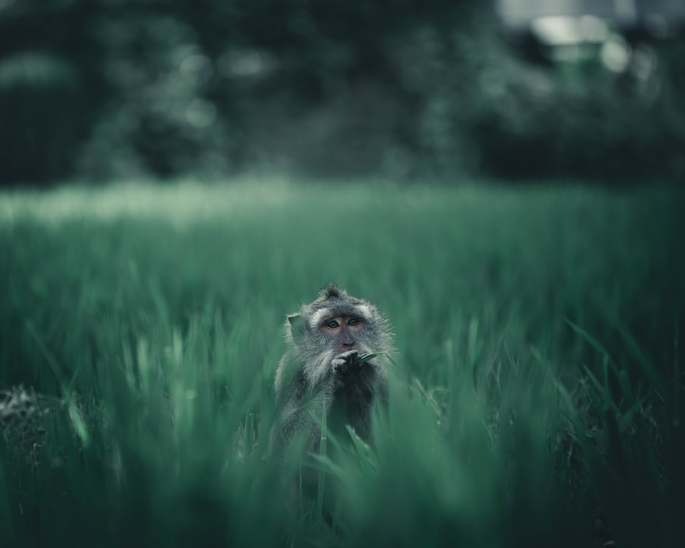 gray monkey sitting on grass