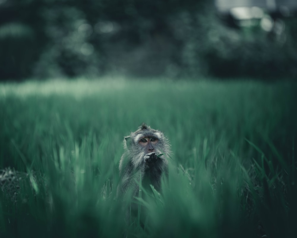 Grauer Affe sitzt auf Gras