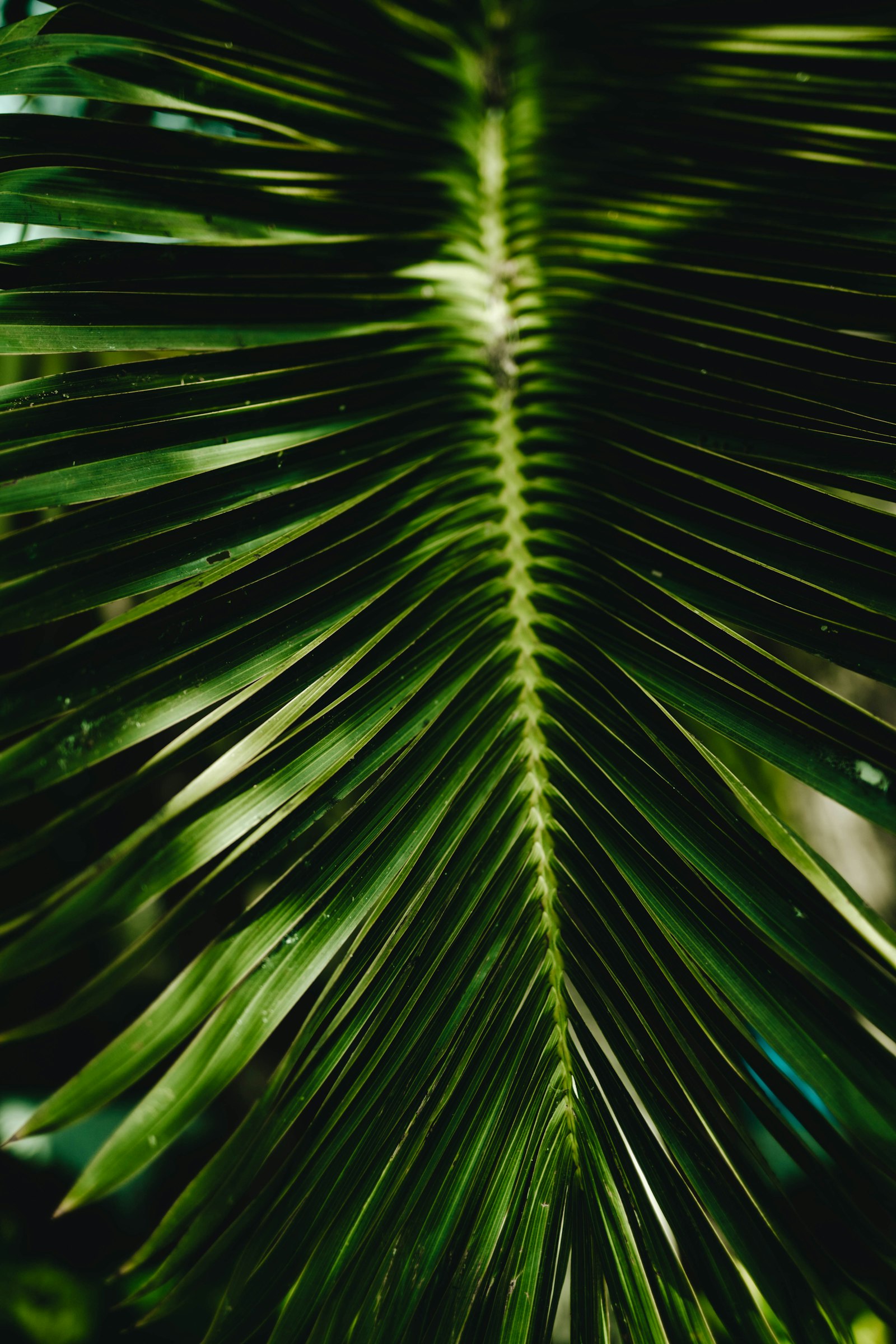 Sony a7 III + Sigma 50mm F1.4 DG HSM Art sample photo. Green coconut leaves photography