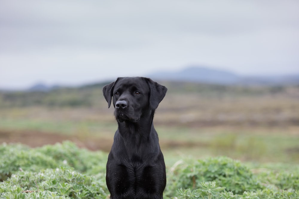 foto de labrador retriever preto adulto