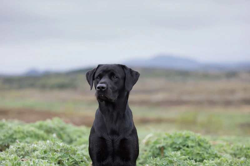 Rye sitting on open grassland with hills on the horizon