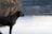 A black dog stands alertly at the edge of a calm body of water. The background is blurred, featuring reflections and soft natural colors.