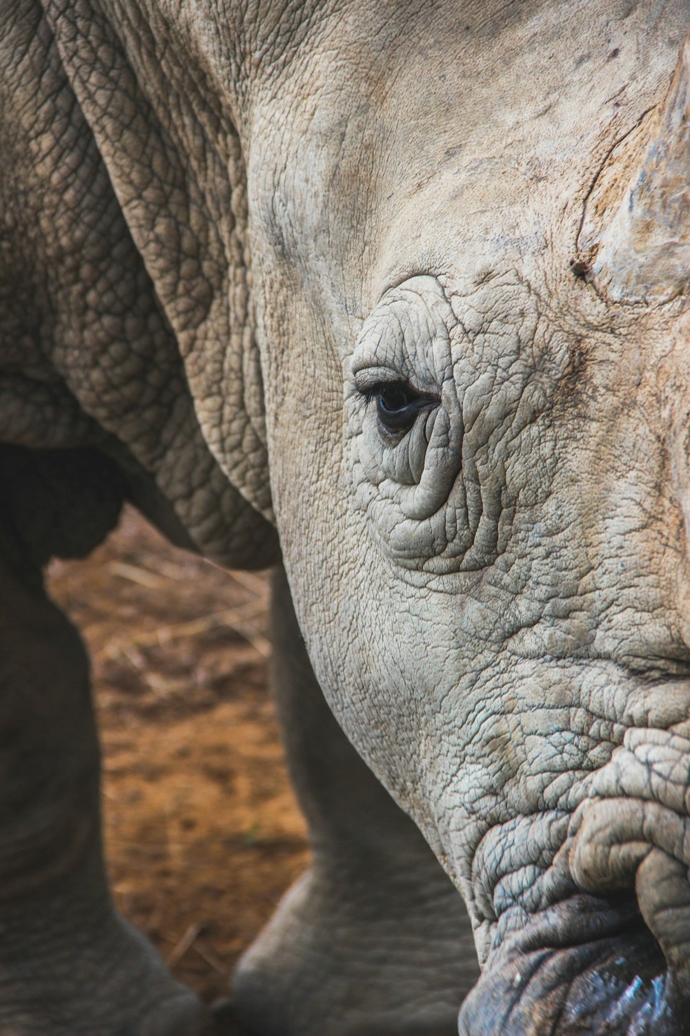 a close up of an elephant's face with dirt in the background