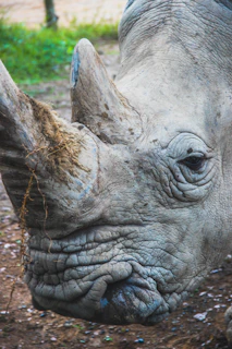 gray rhinoceros