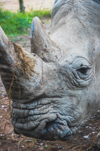 gray rhinoceros