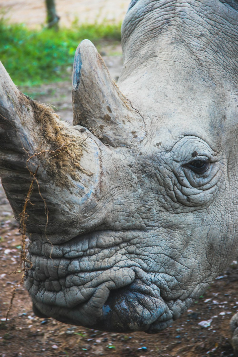 gray rhinoceros